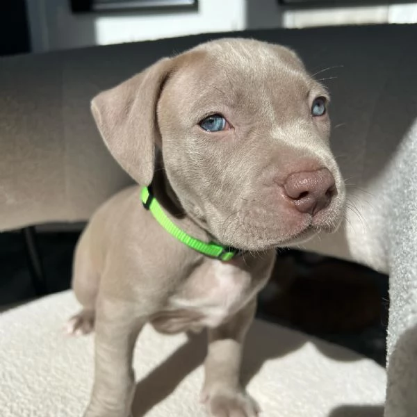 meravigliosi pitbull per adozione