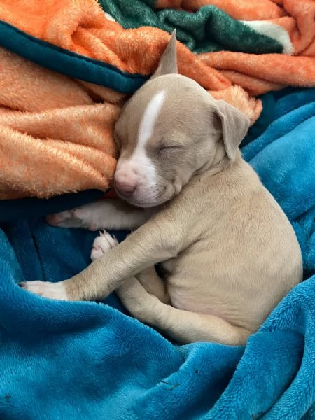 meravigliosi pitbull per adozione