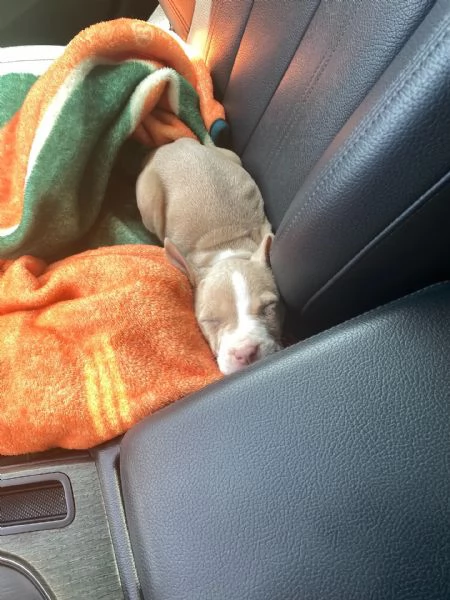 meravigliosi pitbull per adozione | Foto 3