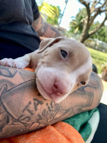 meravigliosi pitbull per adozione | Foto 2