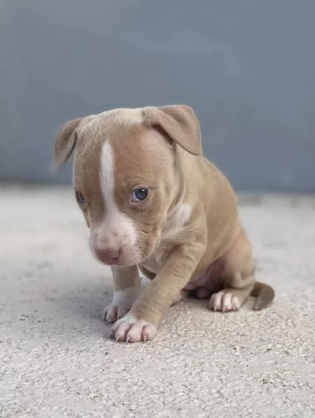 meravigliosi pitbull per adozione | Foto 1