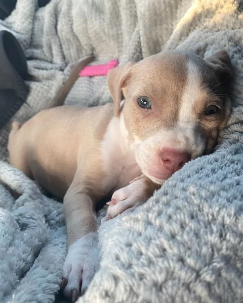 meravigliosi pitbull per adozione
