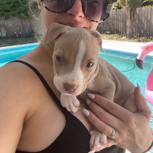 meravigliosi pitbull per adozione | Foto 2