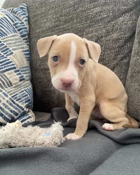 meravigliosi pitbull per adozione | Foto 1
