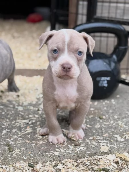 meravigliosi pitbull per adozione | Foto 2