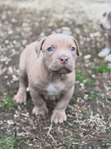 meravigliosi pitbull per adozione