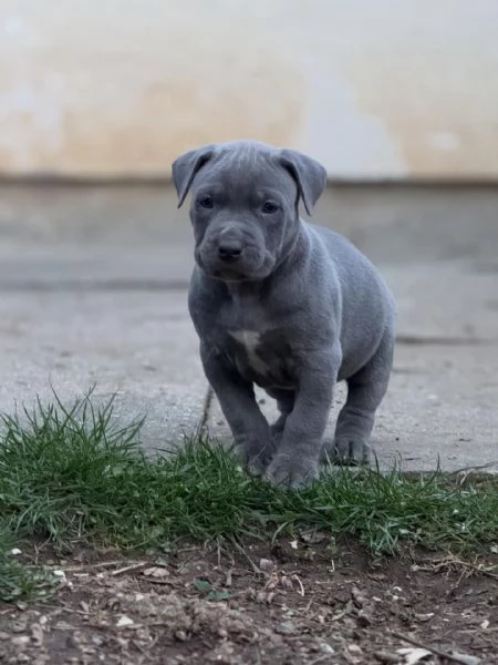 meravigliosi pitbull per adozione | Foto 0