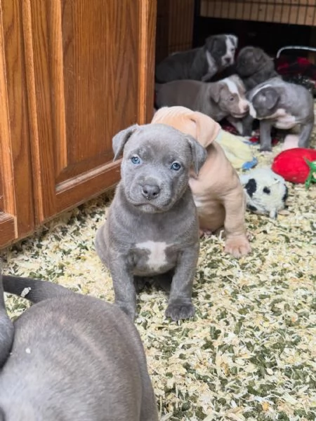meravigliosi pitbull per adozione | Foto 3