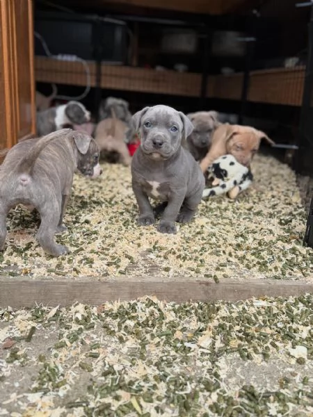 meravigliosi pitbull per adozione | Foto 2
