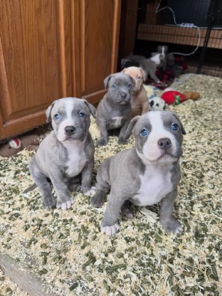 meravigliosi pitbull per adozione | Foto 1