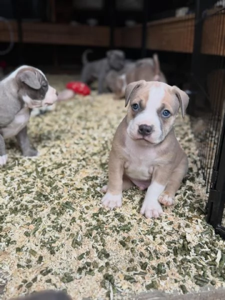 meravigliosi pitbull per adozione
