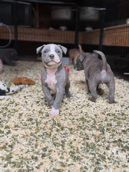 meravigliosi pitbull per adozione | Foto 0