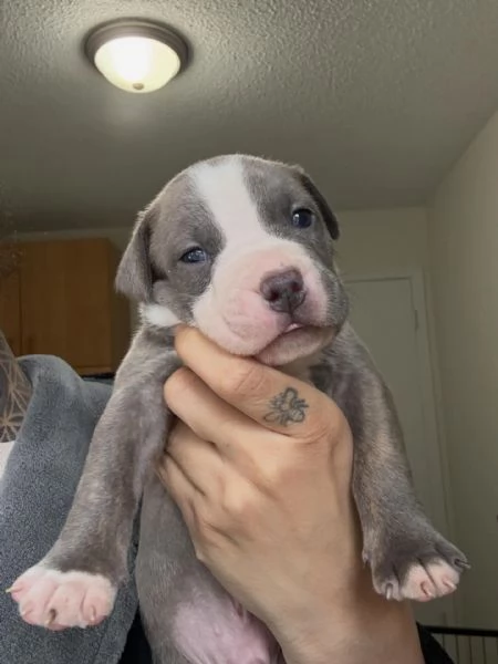 meravigliosi pitbull per adozione | Foto 1