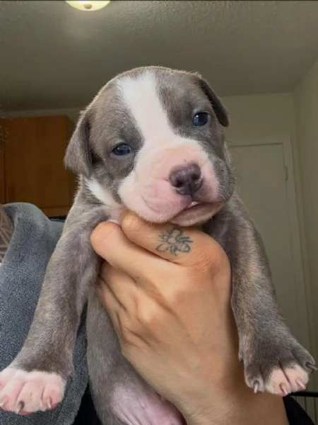 meravigliosi pitbull per adozione | Foto 0