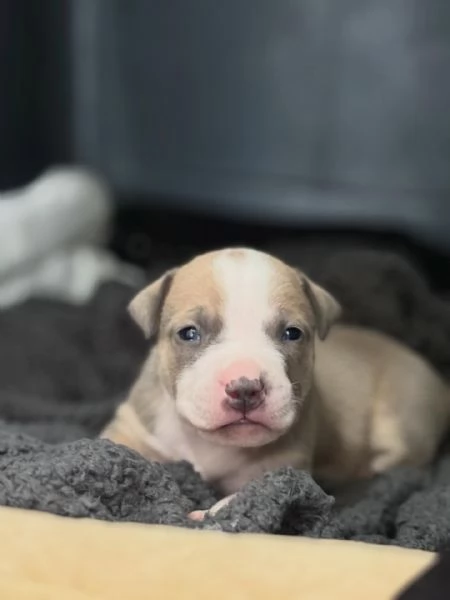 meravigliosi pitbull per adozione | Foto 2