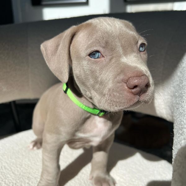 meravigliosi pitbull per adozione | Foto 1