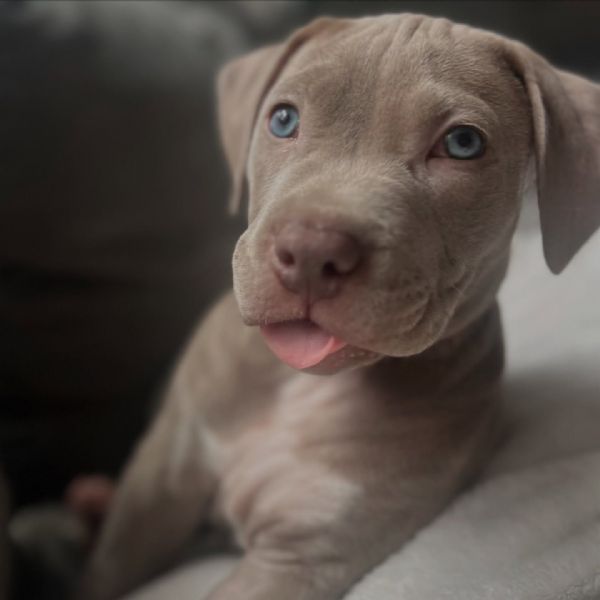 meravigliosi pitbull per adozione | Foto 0