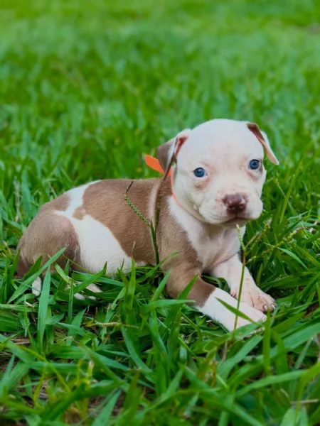 meravigliosi pitbull per adozione | Foto 2
