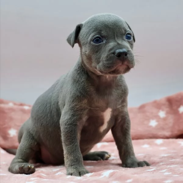meravigliosi pitbull per adozione