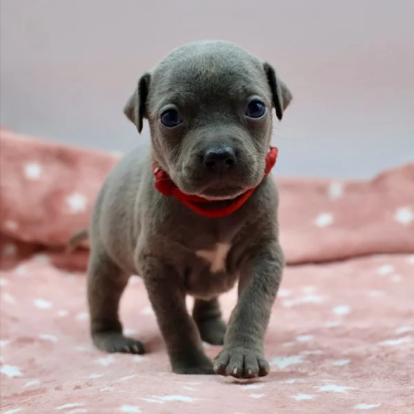 meravigliosi pitbull per adozione | Foto 4