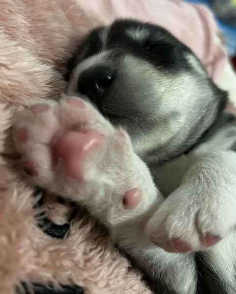 meravigliosi husky per adozione | Foto 2
