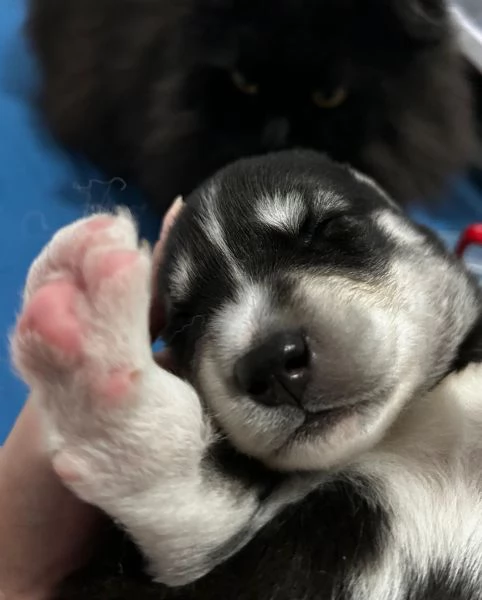 meravigliosi husky per adozione | Foto 1