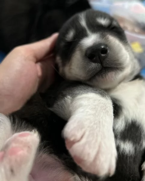 meravigliosi husky per adozione | Foto 0