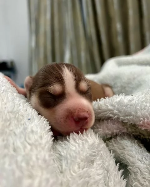 meravigliosi husky per adozione | Foto 1