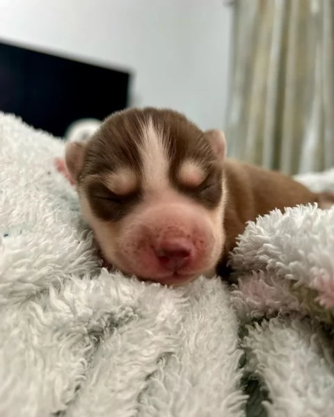 meravigliosi husky per adozione | Foto 0