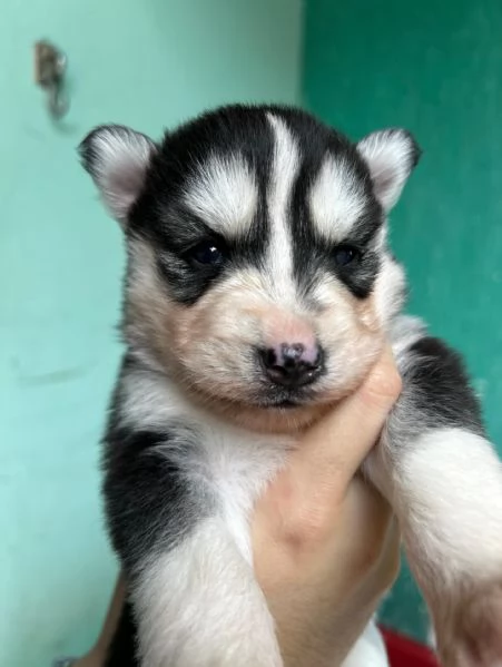 meravigliosi husky per adozione | Foto 2