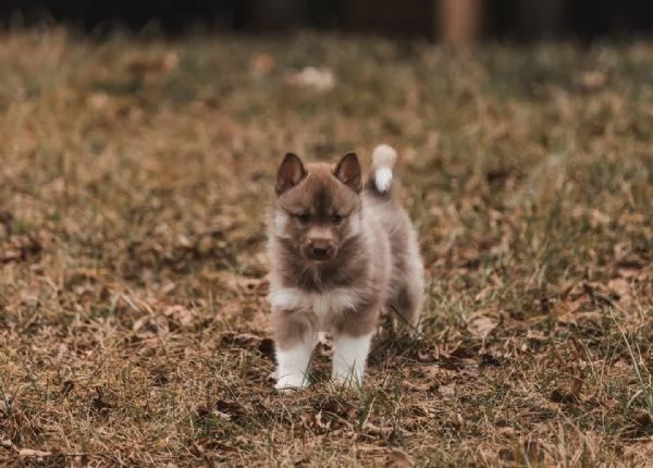 meravigliosi husky per adozione