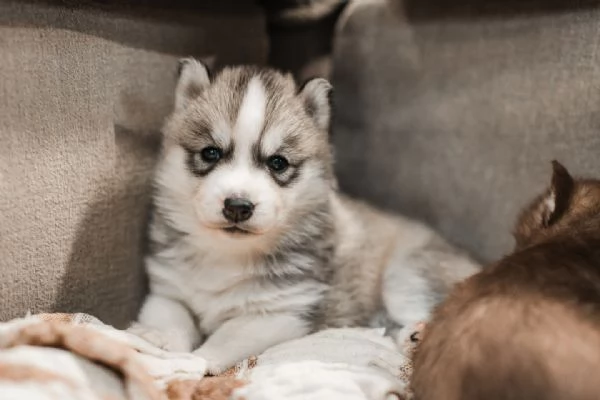 meravigliosi husky per adozione | Foto 3