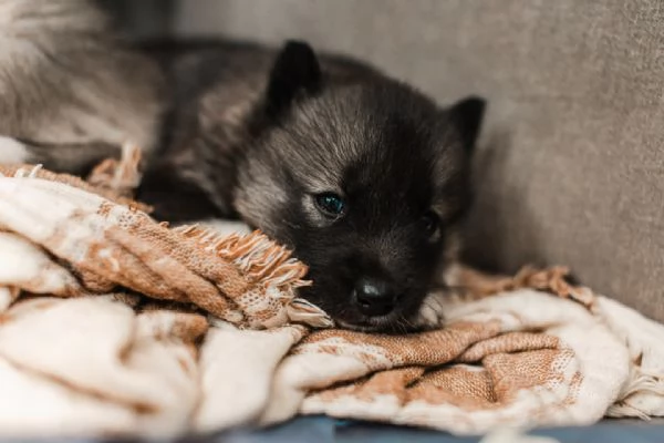 meravigliosi husky per adozione | Foto 2