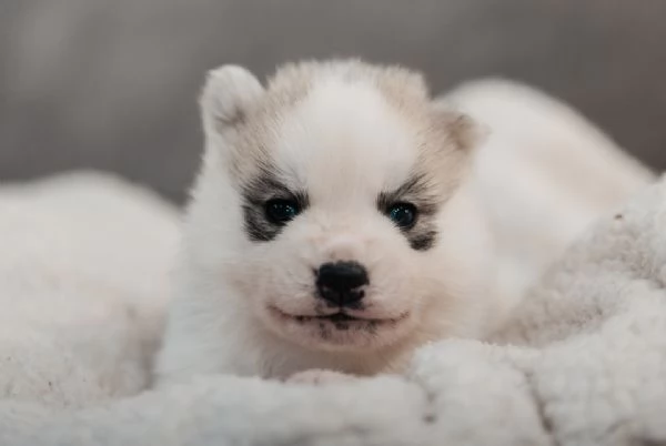 meravigliosi husky per adozione | Foto 2