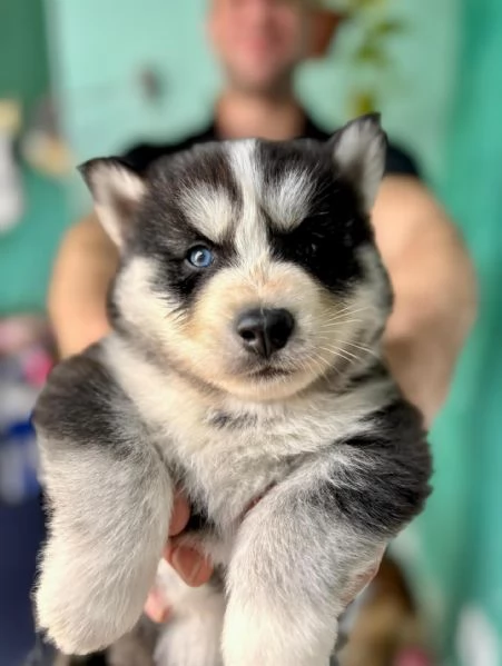 meravigliosi husky per adozione | Foto 1