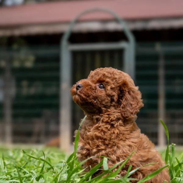 meravigliosi Barboncino per adozione | Foto 0