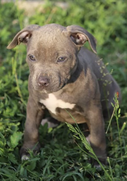 Cuccioli di Pit Bull con Pedigree anche a rate | Foto 6