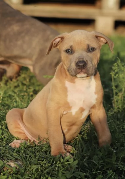 Cuccioli di Pit Bull con Pedigree anche a rate | Foto 5