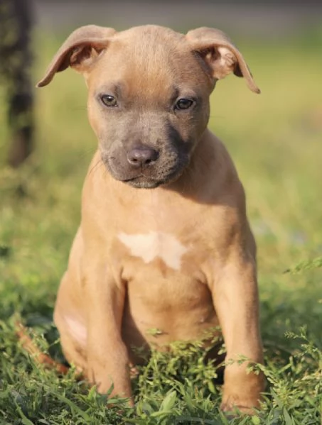 Cuccioli di Pit Bull con Pedigree anche a rate | Foto 4