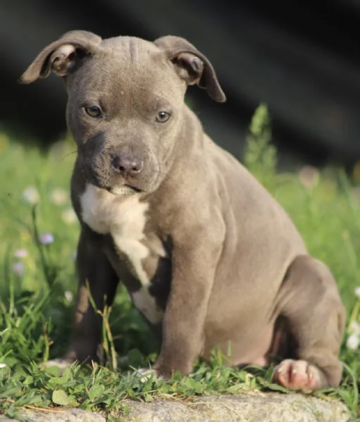 Cuccioli di Pit Bull con Pedigree anche a rate | Foto 2