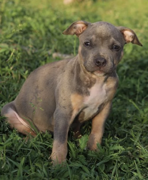Cuccioli di Pit Bull con Pedigree anche a rate | Foto 1