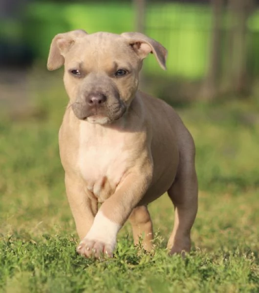 Cuccioli di Pit Bull con Pedigree anche a rate | Foto 0