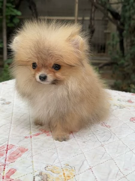 meravigliosi Volpino Pomerania per adozione | Foto 0