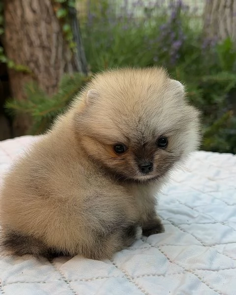 meravigliosi Volpino Pomerania per adozione | Foto 0