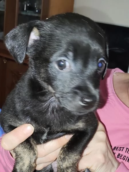 Cucciolo cerca casa Cane cucciolo Di 60 giorni