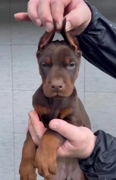 Dobermann  Cuccioli in vendita | Foto 3
