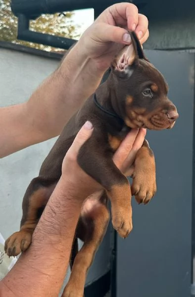 Dobermann  Cuccioli in vendita | Foto 2