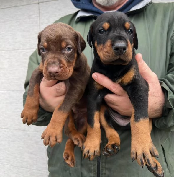 Dobermann  Cuccioli in vendita | Foto 1