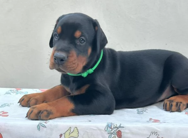 Dobermann  Cuccioli in vendita | Foto 0