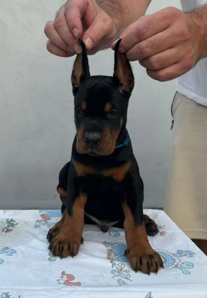 Dobermann  Cuccioli in vendita